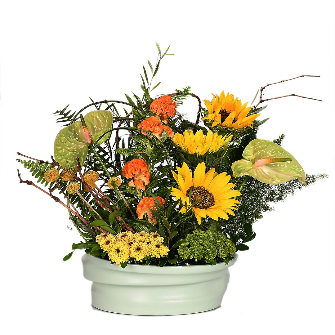 Shining Petals - Nc 64